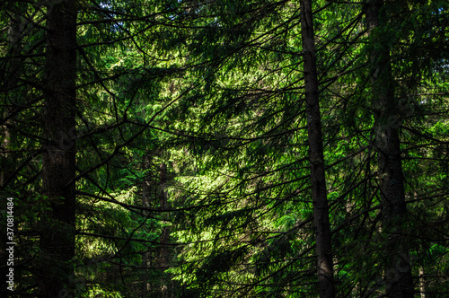 Carpathian nature. Forest on green hills in summer mountains