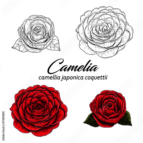 Camelia 