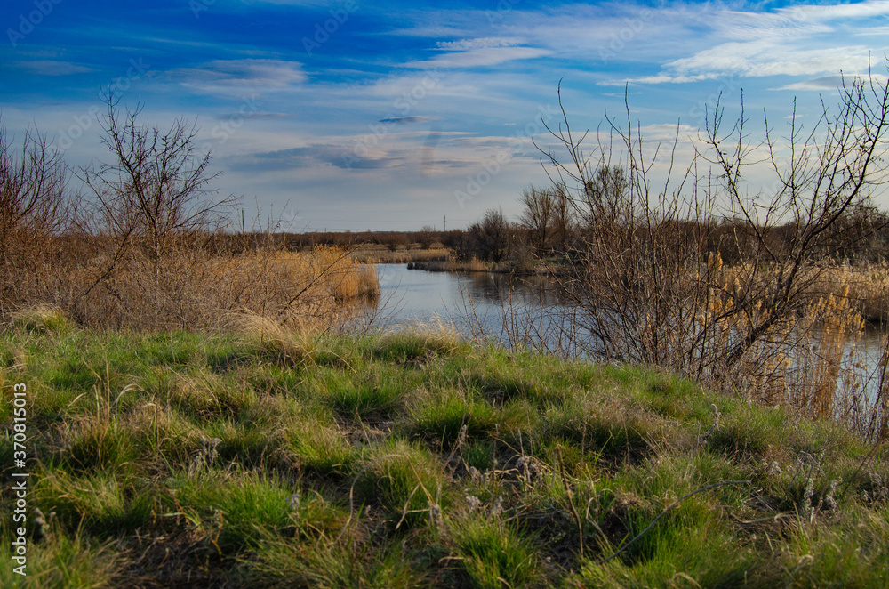 reeds in the water reeds in the water