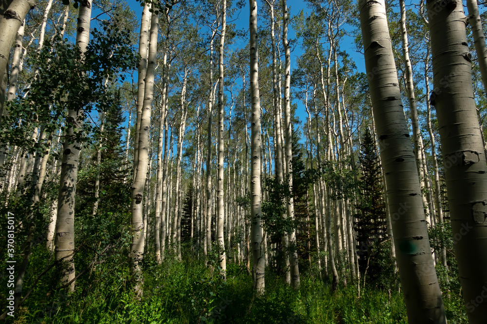 Aspen Tree Forest Aspen Tree Forest