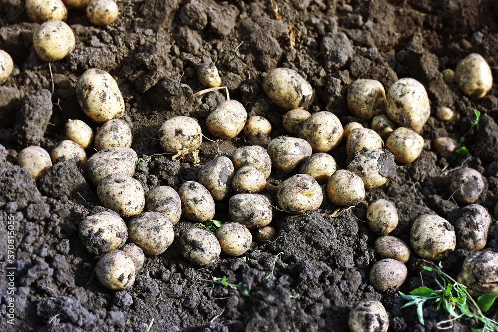 Potatoes dug out of the ground lie in a bed of old tops . Potatoes dug out of the ground lie in a bed of old tops .