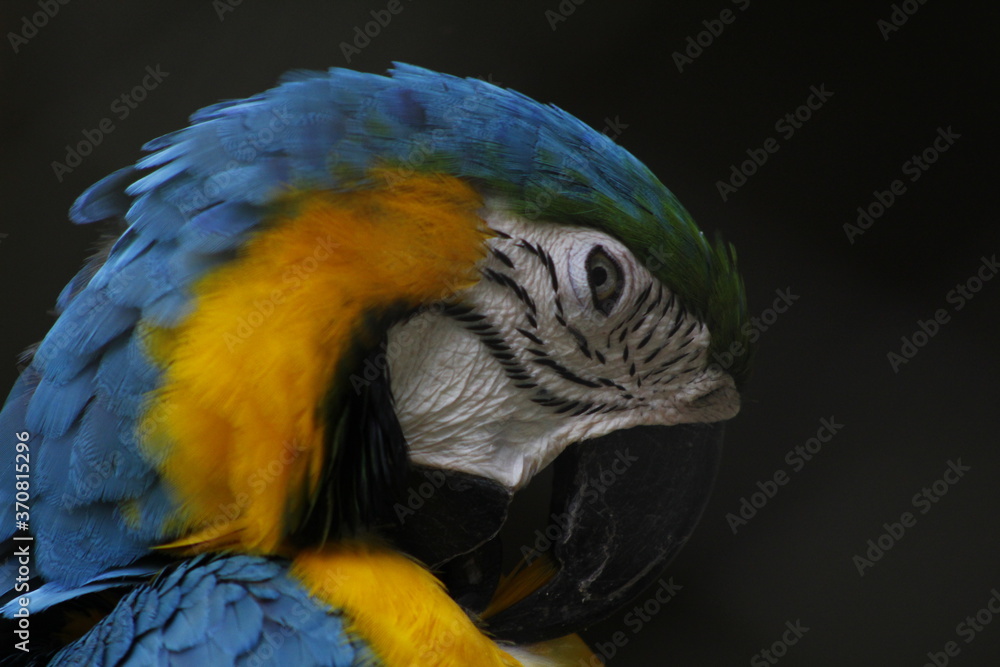 Fototapeta premium Ara ararauna 