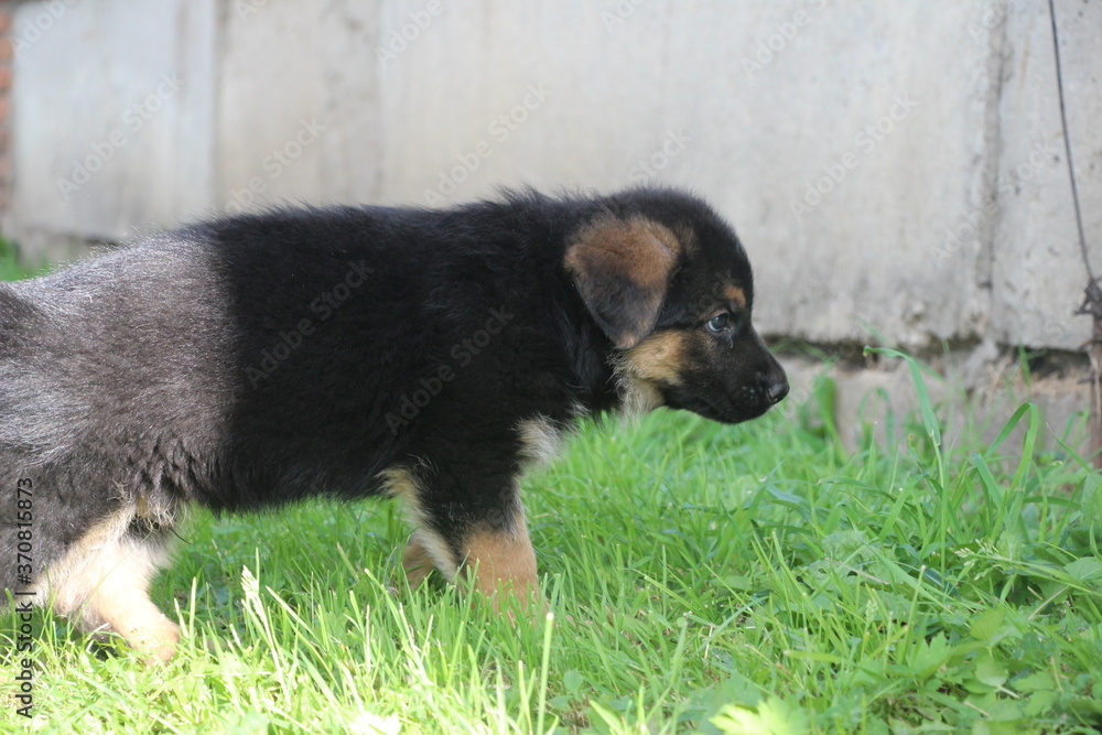 german shepherd puppy