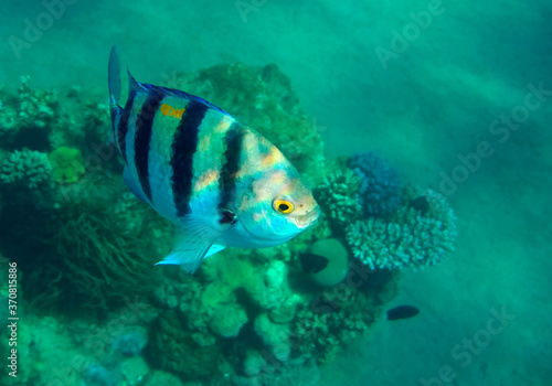 Sergeant major, fish belongs to the Family Pomacentridae, scientific name is Abudefduf saxatilis