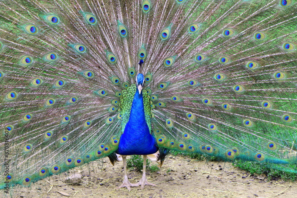 Naklejka premium Pfau