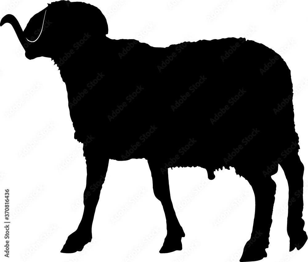 Ram silhouette, black animal image isolated on white