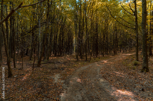 autumn forest September scenic view without people and with dirt trail path