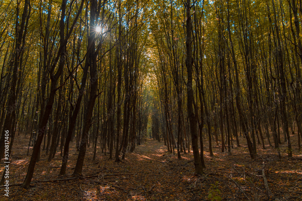 Obraz premium autumn season forest nature scenery landscape environment space symmetry path way between high trees and sun light foliage