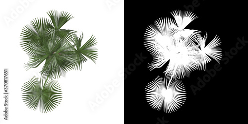Top view of tree (Sabal Palmetto) png with alpha channel to cutout 3D rendering. For forest and nature compositing.	 photo