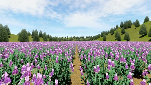 Wallpaper Mural Aerial view of violet lavender field. Torontodigital.ca