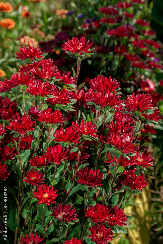 Fototapeta premium China Acter (Callistephus chinensis) in garden