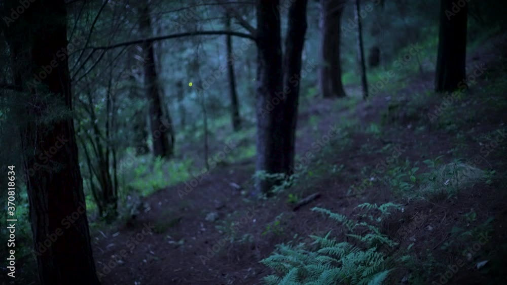 firefly bioluminescence at night forest firefly bioluminescence at night forest