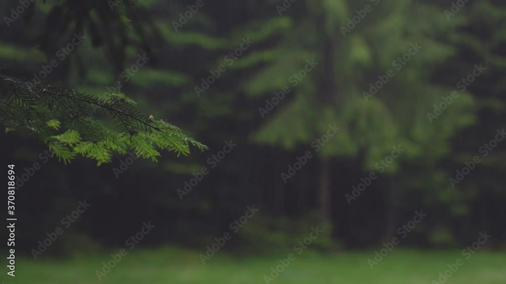 Close up of spruce branch, rain. Close up of spruce branch, rain.