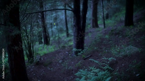 firefly bioluminescence at night forest