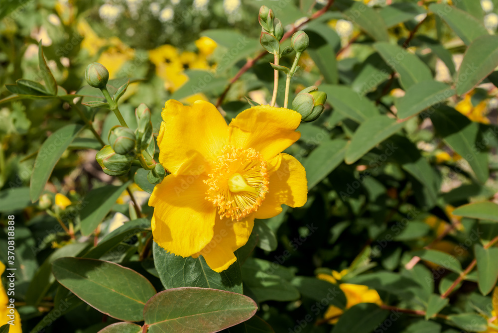 Goldencup St. John's Wort (Hypericum patulum) in garden Goldencup St. John's Wort (Hypericum patulum) in garden
