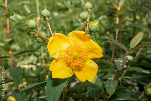 Wallpaper Mural Goldencup St. John's Wort (Hypericum patulum) in garden Torontodigital.ca