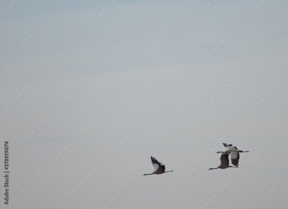 Common cranes Grus grus in flight. Gallocanta Lagoon Natural Reserve. Aragon. Spain. Common cranes Grus grus in flight. Gallocanta Lagoon Natural Reserve. Aragon. Spain.