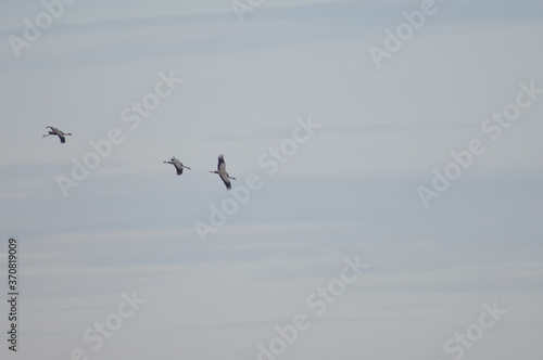 Common cranes Grus grus in flight. Gallocanta Lagoon Natural Reserve. Aragon. Spain.