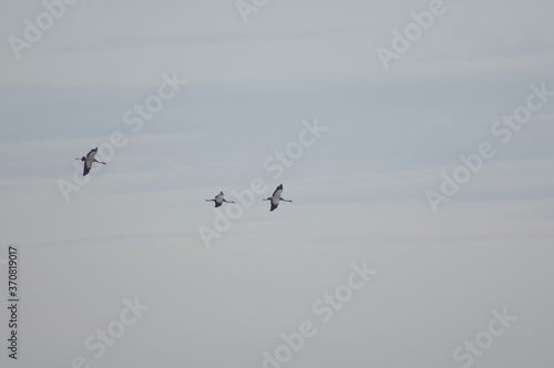 Common cranes Grus grus in flight. Gallocanta Lagoon Natural Reserve. Aragon. Spain. © Víctor