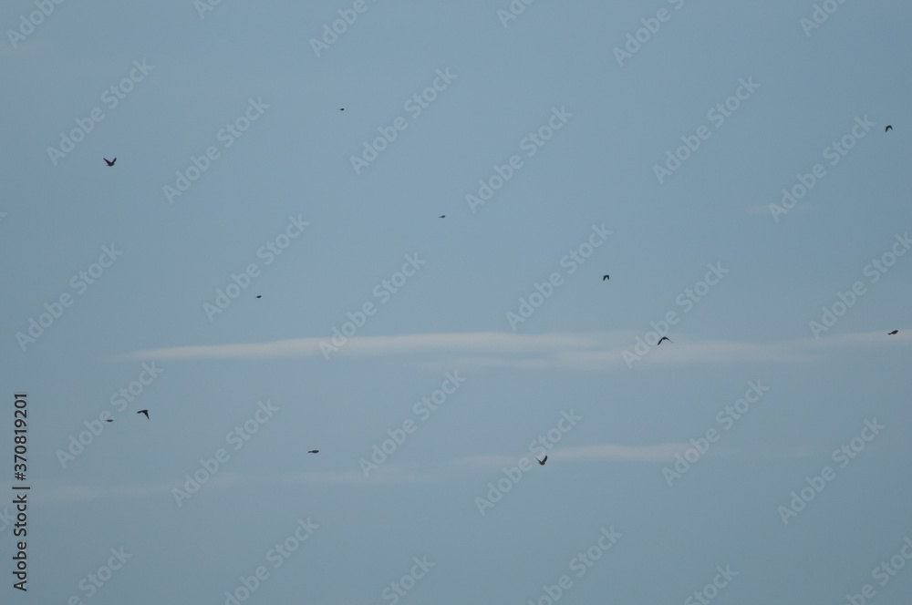 Flock of birds in flight in the Gallocanta Lagoon Natural Reserve. Aragon. Spain. Flock of birds in flight in the Gallocanta Lagoon Natural Reserve. Aragon. Spain.