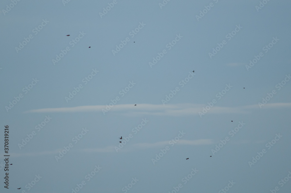 Flock of birds in flight in the Gallocanta Lagoon Natural Reserve. Aragon. Spain. Flock of birds in flight in the Gallocanta Lagoon Natural Reserve. Aragon. Spain.
