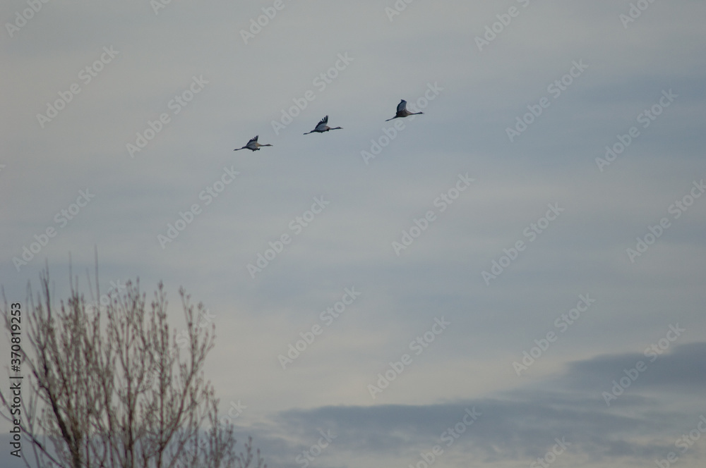 Common cranes Grus grus in flight. Gallocanta Lagoon Natural Reserve. Aragon. Spain. Common cranes Grus grus in flight. Gallocanta Lagoon Natural Reserve. Aragon. Spain.