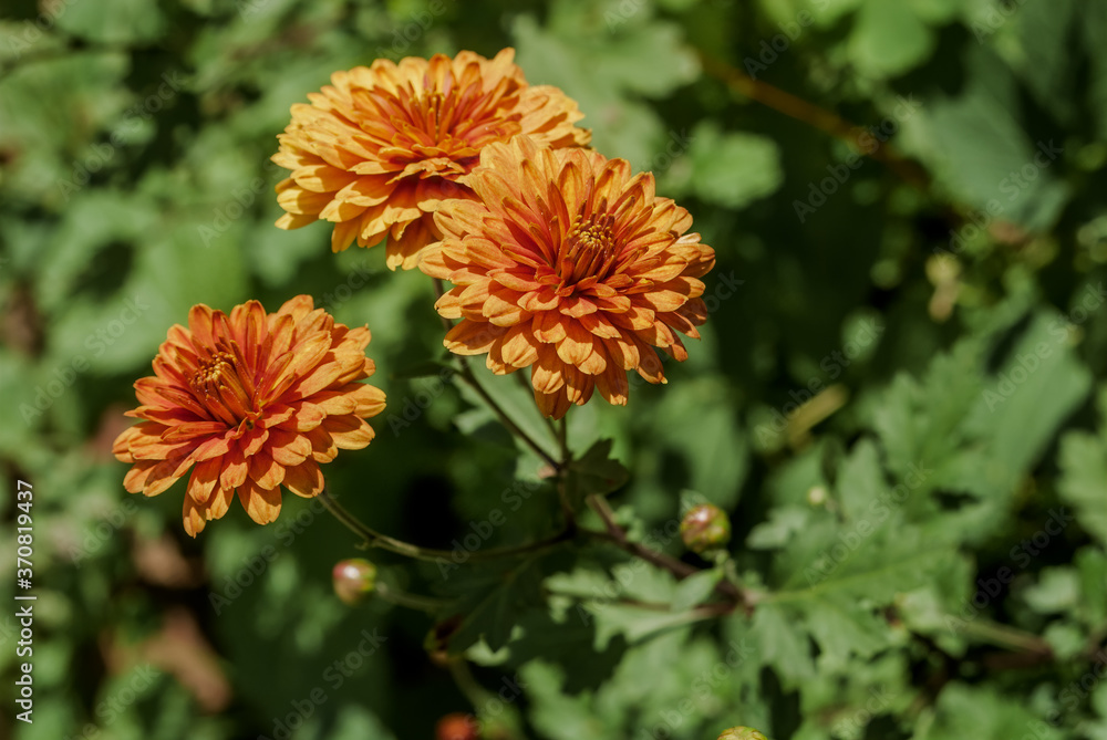 Florist's Daisy (Chrysanthemum morifolium) in garden Florist's Daisy (Chrysanthemum morifolium) in garden