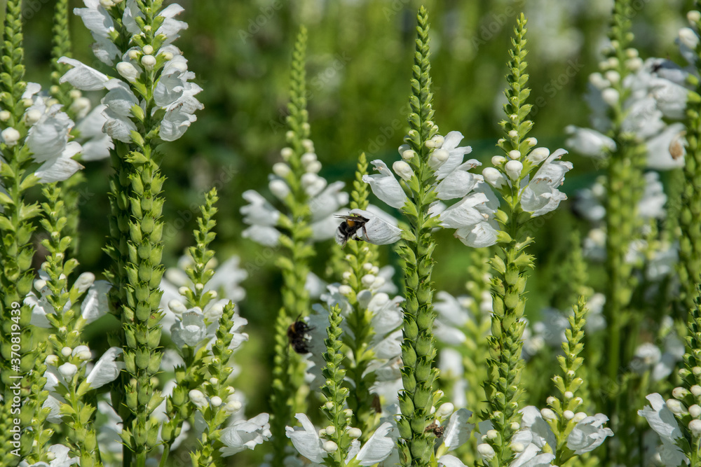 Flowers veronica spicata white icicle and bees close-up. Flowers veronica spicata white icicle and bees close-up.