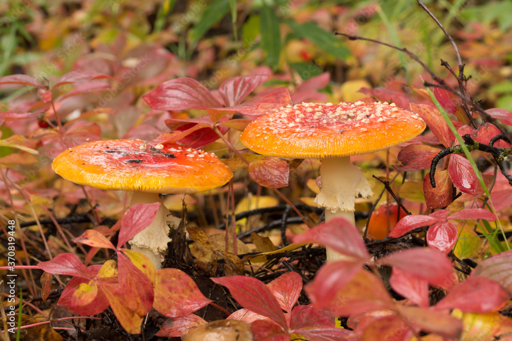Two Fly agaric (Amanita muscaria) mushrooms growing on the forest floor near Tlkeetna, Alaska