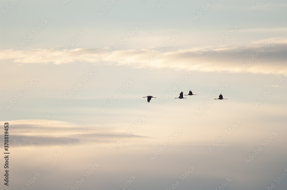 Obraz premium Common cranes Grus grus in flight at sunset. Gallocanta Lagoon Natural Reserve. Aragon. Spain.