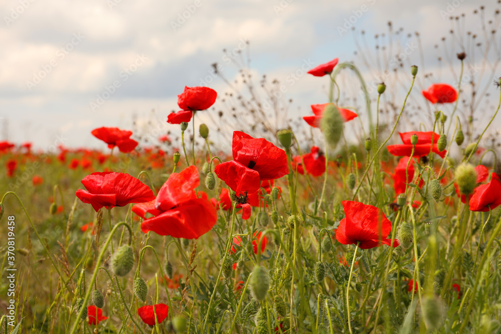 Obraz premium Beautiful red poppy flowers growing in field