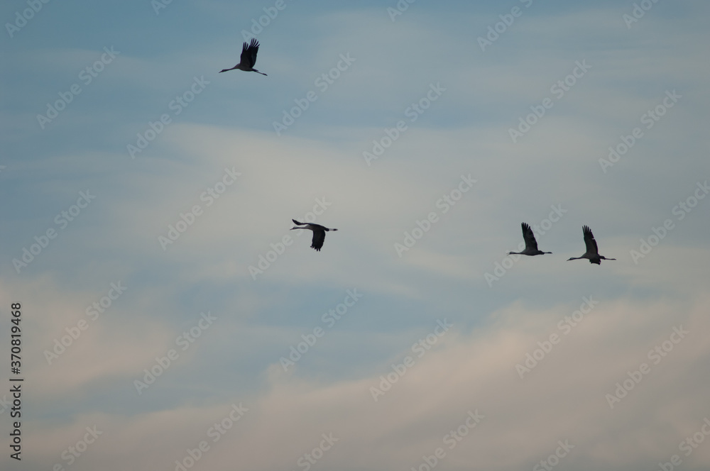 Fototapeta premium Common cranes Grus grus in flight. Gallocanta Lagoon Natural Reserve. Aragon. Spain.
