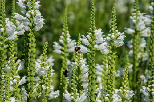 Flowers veronica spicata white icicle and bees close-up. photo
