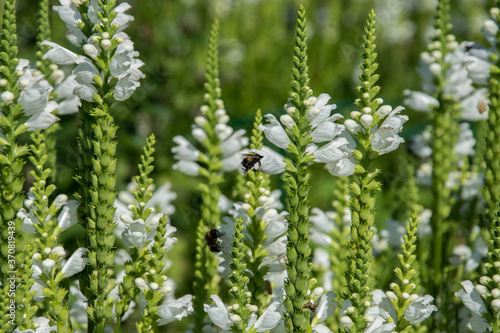 Flowers veronica spicata white icicle and bees close-up.
