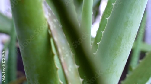 Aloe Vera closeup slow motion. Aloevera bright, natural organic, 4K UHD video.