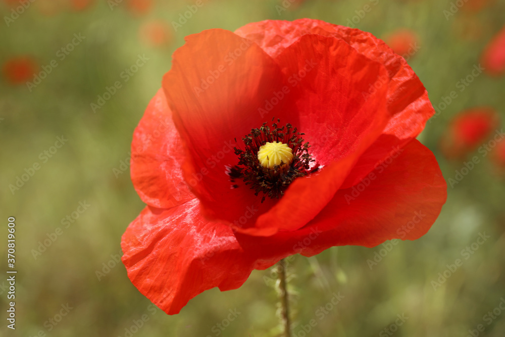 Beautiful red poppy flower growing in field, closeup Beautiful red poppy flower growing in field, closeup