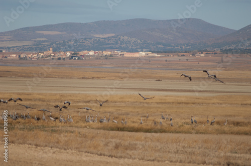 Gallocanta village and common cranes Grus grus in the foreground. Gallocanta Lagoon Natural Reserve. Aragon. Spain.