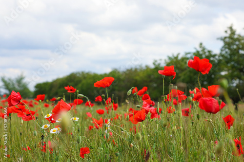Fototapeta Naklejka Na Ścianę i Meble -  Beautiful red poppy flowers growing in field