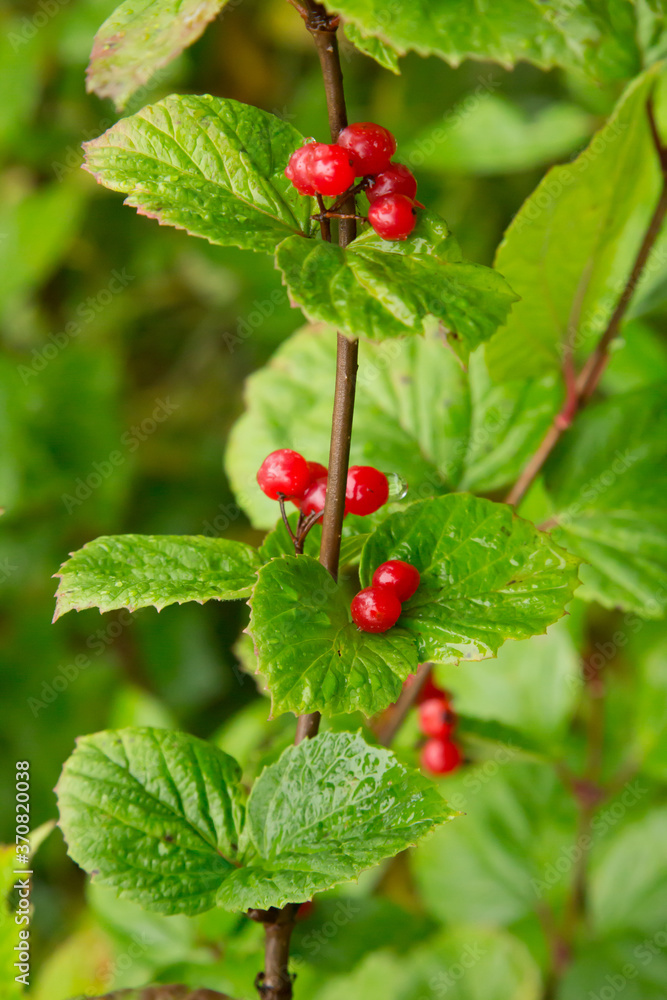 Highbush cranberries, a low growing plant in the forest near Talkeetna, Alaska Highbush cranberries, a low growing plant in the forest near Talkeetna, Alaska