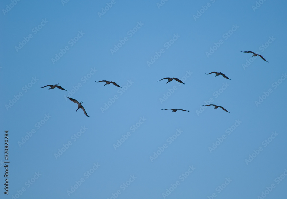 Common cranes Grus grus in flight. Gallocanta Lagoon Natural Reserve. Aragon. Spain. Common cranes Grus grus in flight. Gallocanta Lagoon Natural Reserve. Aragon. Spain.