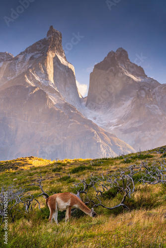 Scene of autumn a Guanaco standing on small hill and Torres del Pine National Park in the morning.Chile.