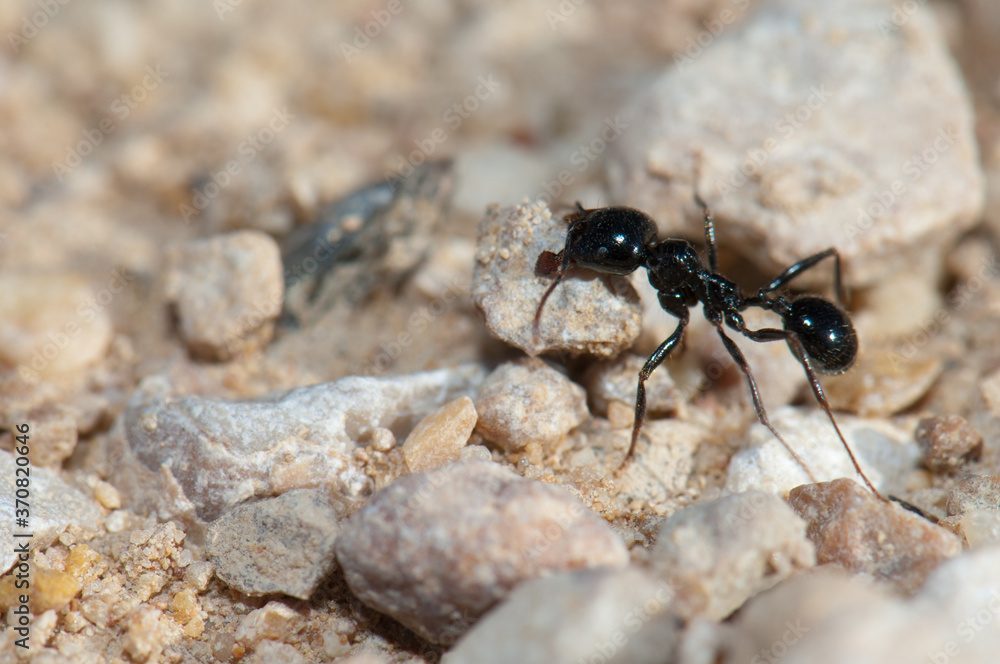 Harvester ant Messor barbarus carryng a stone. Gallocanta Lagoon Natural Reserve. Aragón. Spain. Harvester ant Messor barbarus carryng a stone. Gallocanta Lagoon Natural Reserve. Aragón. Spain.