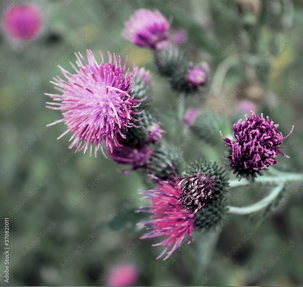 thistle flower in bloom. field flowers thistle flower in bloom. field flowers