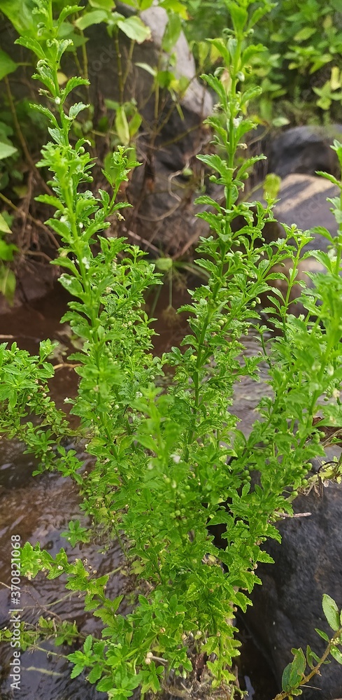 Obraz premium fern in the forest