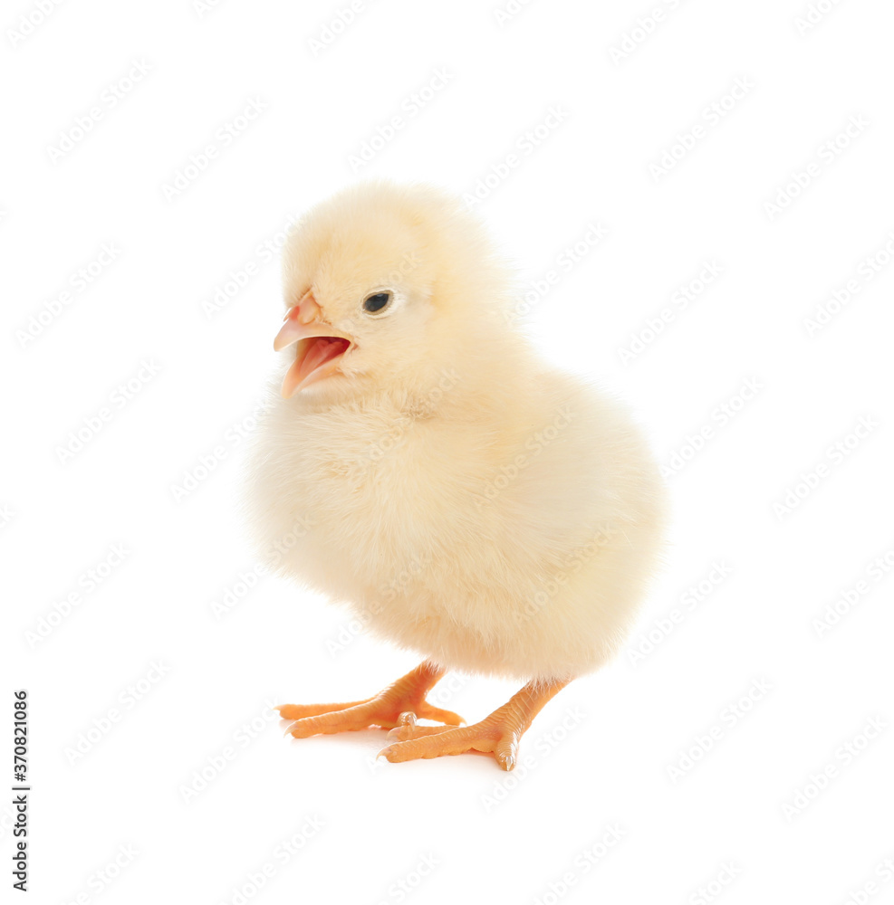 Cute fluffy baby chicken on white background Cute fluffy baby chicken on white background