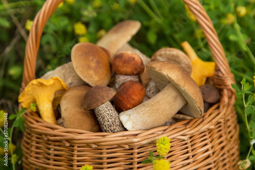 Freshly harvested edible porcini mushrooms in wicker basket in forest closeup