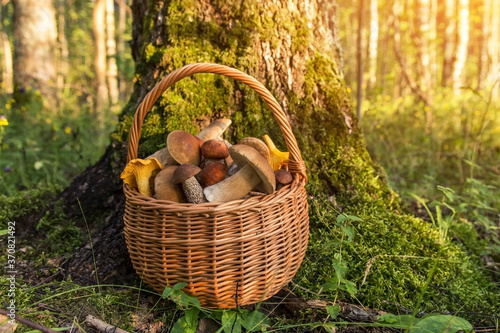 Edible mushrooms porcini in the wicker basket on moss in forest in sunlight. Nature, summer, autumn, fall harvest
