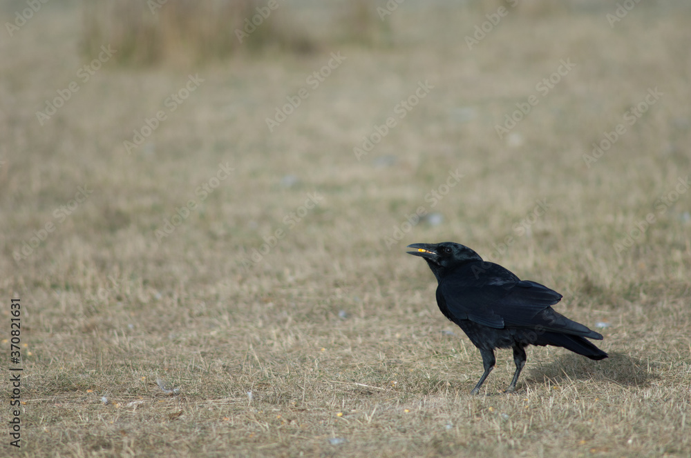 Fototapeta premium Wrona czarna Corvus corone na łące.