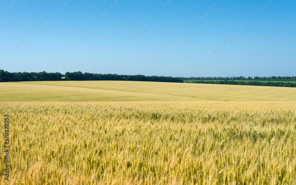 Wheat field under the blue sky.