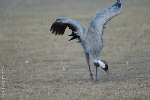 Common crane Grus grus without part of one leg searching for food. Gallocanta Lagoon Natural Reserve. Aragon. Spain.